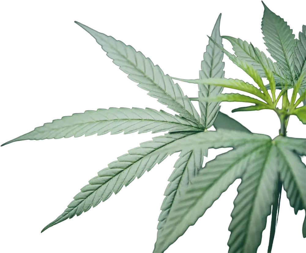 feuille de cbd