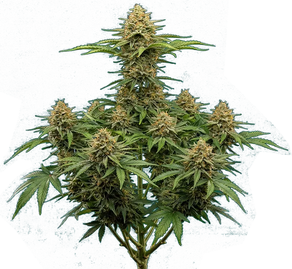 weed