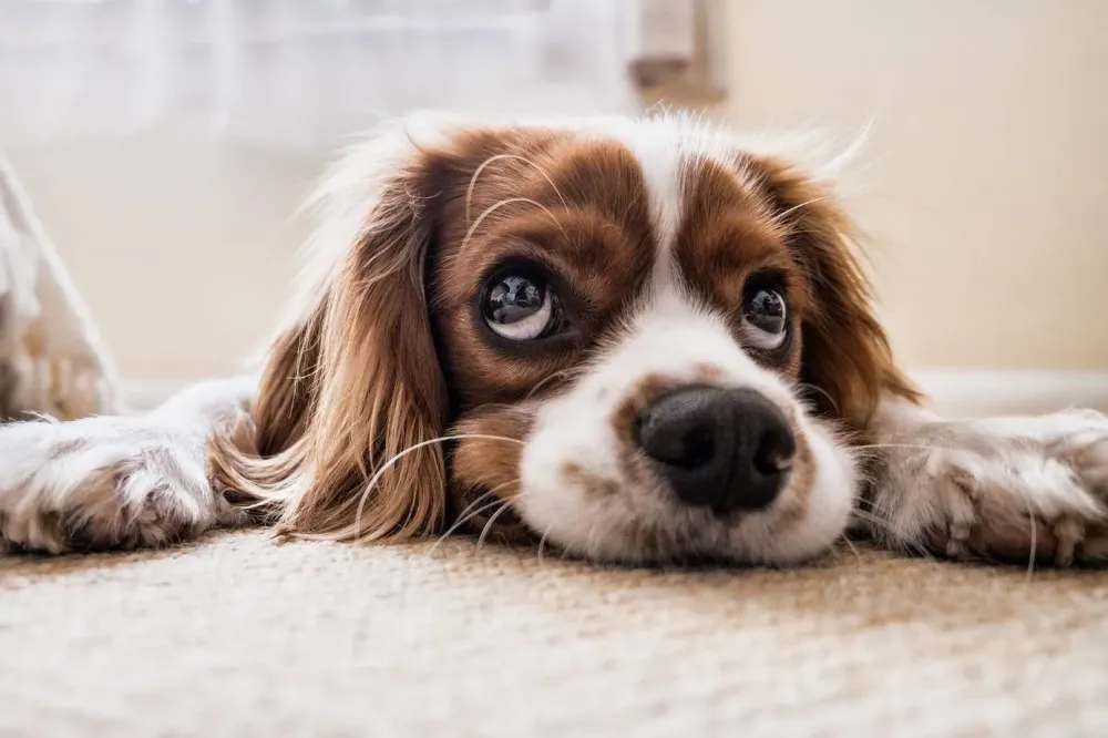 le CBD et les animaux ?
