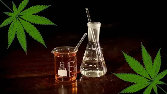 Comment extrait-on le CBD de la plante de cannabis